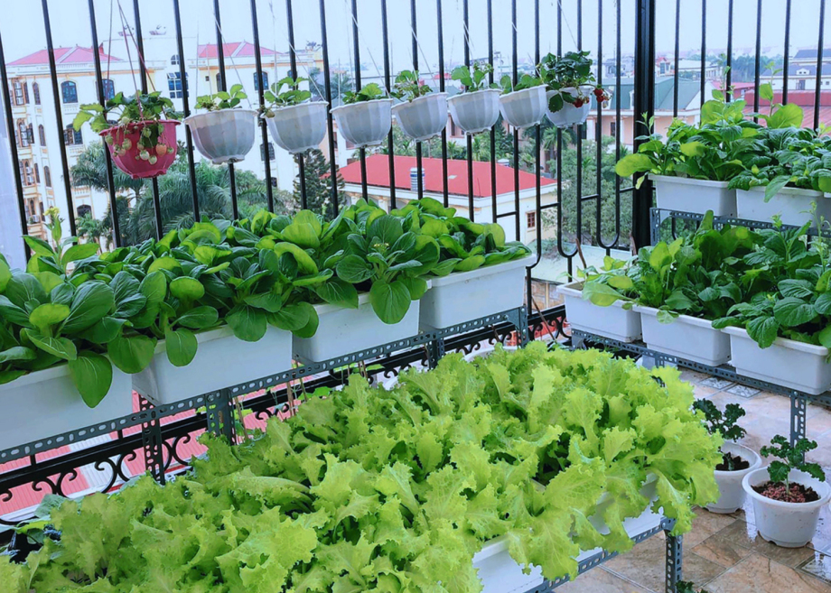 Tận dụng khoảng trống sân thượng kiếm thêm thu nhập